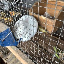 Rabbits for Sale - $45 to $60 Each in North Brunswick, nj