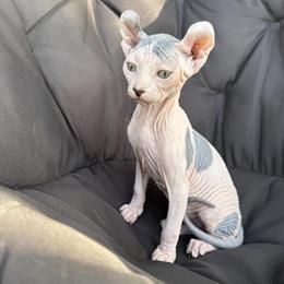 Sphynx Elf Kittens Available in Miami, fl