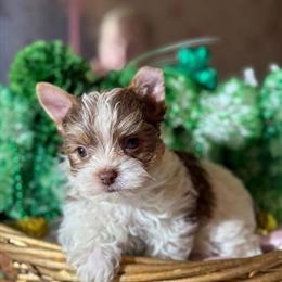 Teacup Yorkshire Terriers Available in Chesapeake, va