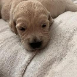 Golden Retriever Puppies - 2 Girls Available in North Fort Myers, fl