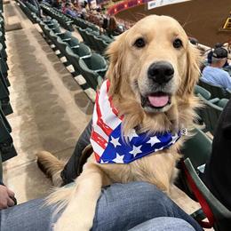 Proven AKC Golden Retriever Stud with Large Litter History in North Fort Myers, fl