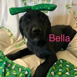 Labradoodles - 8 Weeks Old with Shots in Paducah, ky