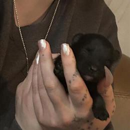 Pomeranian Puppies Available Before Valentine's Day in Palmyra, va