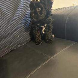 Yorkipoo Puppy Available in North Haven, ct