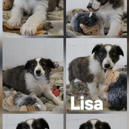 Shetland Sheepdog Puppies for Adoption - $600 in Mio, mi