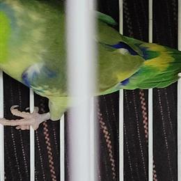 Parrotlets for Sale - 6 Males and 1 Female in Saint Paul, mn