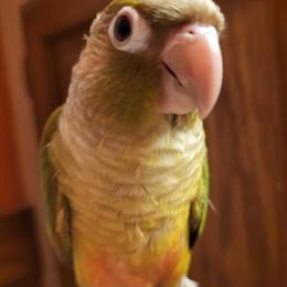 Green Cheek Conure, handfed and ready for a new home in Guilderland NY in Albany, ny
