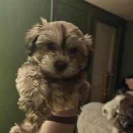 Male Havapoo Puppy Available in Louisville, ky
