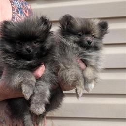 Pomeranian Puppies for Adoption in Sylva, nc