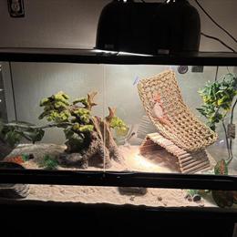 Bearded Dragon - Red Male, 1 Year Old in Linton, in