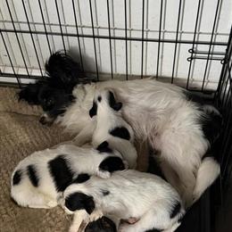 Papillon puppies ready for a new home today! in Fayetteville, nc