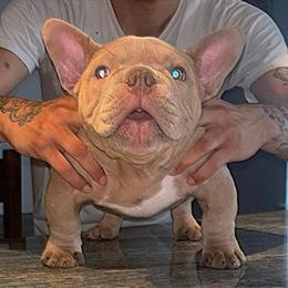 Exotic Bully Puppy for Sale in Binghamton, ny