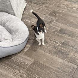 Female Tri-Color Chihuahua Puppy Ready for a Loving Home in Fort Myers, fl