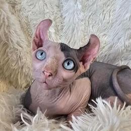 Sphynx Female Kitten with TICA Breeding Rights in Chicago, IL in Chicago, il