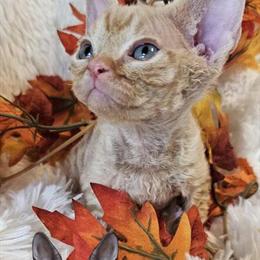 Devon Rex Kittens Available - CFA/TICA Registered in Chicago, il