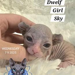 Sphynx Kittens Ready for New Homes - TICA Registered in Chicago, il