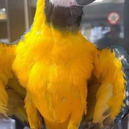 Macaws for adoption starting at $2000 in Waxhaw, nc
