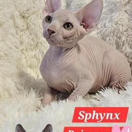 Sphynx Kittens with TICA Breeding Rights in Chicago, IL in Chicago, il