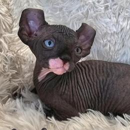Sphynx Kittens with TICA Breeding Rights in Chicago, IL in Chicago, il