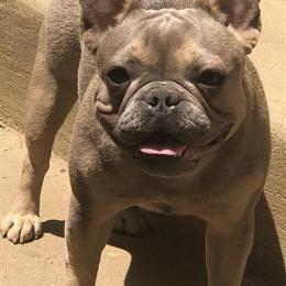 Female dog available for rehoming in Raleigh, nc