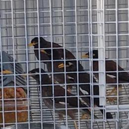 Myna Baby Bird - Hand Raised in Waxhaw, nc