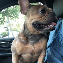 Female Dog Available for Rehoming in Raleigh, nc