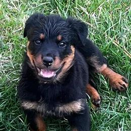 Rottweiler Puppy - 10 Weeks Old Female Ready for New Home in Salisbury, md