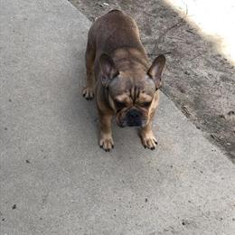 French Bulldog Male Available for Rehoming in Raleigh, nc