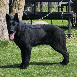 German Shepherd Male Stud Available in Tonawanda, ny