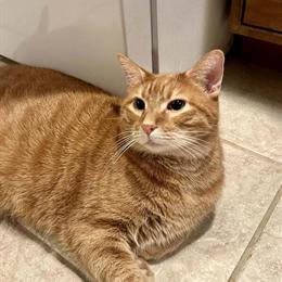 Neutered male orange tabby cat Toby looking for a loving home in Richmond, ky