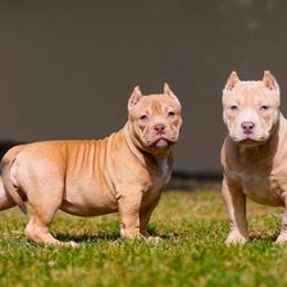 American Bully Puppies Ready for Forever Homes in Indianapolis, in
