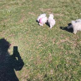 Maltese Puppies Ready for Adoption in Liberty, ky