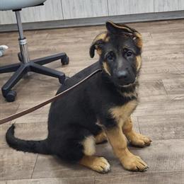 Female German Shepherd Puppy for Adoption in Orlando, fl