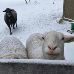 Katahdin Sheep for Sale - 3 Available in Bridgeton, MI in Wixom, mi