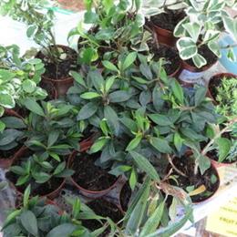 Crested Geckos and Live Terrarium Plants for Sale in Livonia, mi