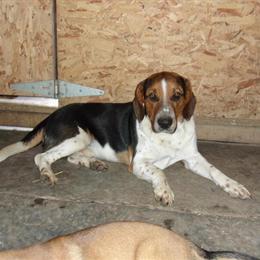 Beagle mix - 21 months old, affectionate and good with kids in Bucyrus, oh