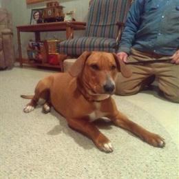 Labrador Retriever Mix - 10 Months Old Male in Bucyrus, oh