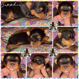 Tiny Yorkshire Terrier Females from Babydoll Lines in London, ky