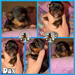 Tiny Yorkshire Terriers from Babydoll Lines in London, ky