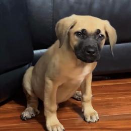 Cane Corso Puppies Available in Pearland, tx