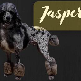 Standard Poodle Puppies Looking for Forever Homes in Pearland, tx