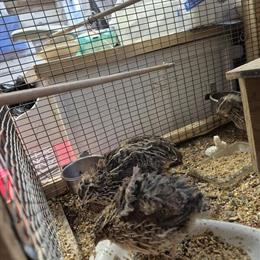 Young Quails for Sale in Kokomo, in