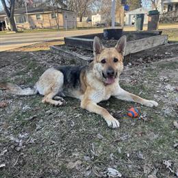 Free 2-Year-Old German Shepherd Looking for a Loving Home in Waterford, mi