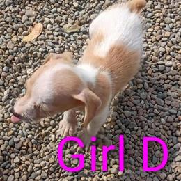 Miniature Female Jack Russell Puppy for Sale in Fort Wayne, in