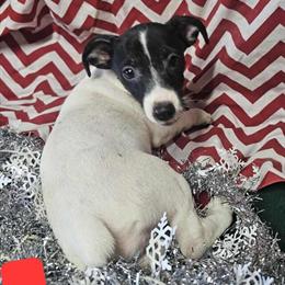 Female Jack Russell Puppies for Adoption in Fort Wayne, in