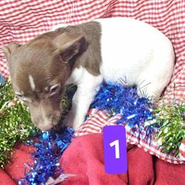 Male Jack Russell Puppies Available in Camden, Michigan in Fort Wayne, in