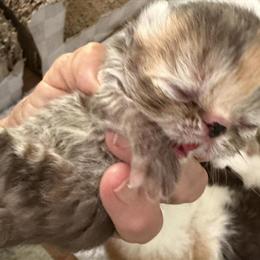 Persian Kittens: Newborn Lilac and Chocolate Tabbies Available in Palm Coast, fl