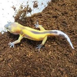 Leopard Geckos and African Fat Tail Geckos Available in Livonia, mi