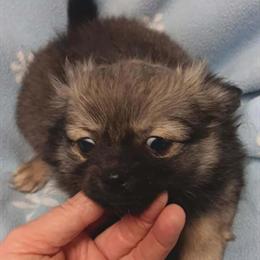 Pomchi Puppies Available in Richmond, va