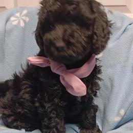 Miniature Poodle Puppies Ready for Loving Homes in Richmond, va